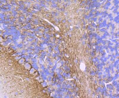 Immunohistochemistry-Paraffin: alpha-Internexin Antibody (JU25-03) [NBP2-75407] - Analysis of paraffin-embedded mouse cerebellum tissue using anti-alpha Internexin antibody. Counter stained with hematoxylin.