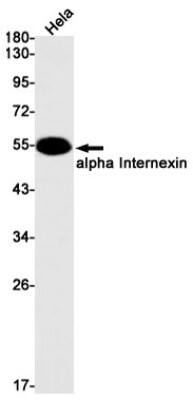 Western Blot: alpha-Internexin Antibody (S03-6H1) [NBP3-19567] - Western blot detection of alpha-Internexin in Hela cell lysates using NBP3-19567 (1:1000 diluted). Predicted band size: 55kDa. Observed band size: 55kDa.