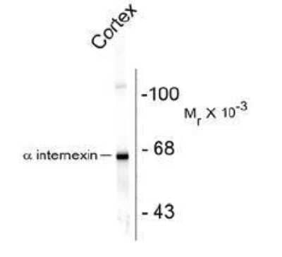 Western Blot: alpha-Internexin Antibody [NB110-93355] - Western blot of rat cortex lysate showing specific immunolabeling of the ~ 66k alpha internexin protein.