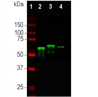 Western Blot: alpha-Internexin Antibody [NB300-139] - Whole tissue lysates using rabbit pAb to alpha-internexin, dilution 1:10,000 in green: [1] protein standard (red), [2] mouse spinal cord, [3] rat spinal cord, [4] bovine spinal cord. Major bands in the 64-66 kDa range corresponds to alpha-internexin. The alpha-internexin protein from different species is known to vary slightly in SDS-PAGE molecular weight.