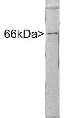 Western Blot: alpha-Internexin Antibody [NBP1-05208] - Western blot of extract of rat brain stem crude extract stained with NBP1-05208, showing a single strong clean band at approx. 66kDa.