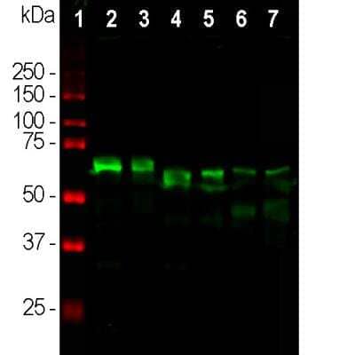 Western Blot: alpha-Internexin Antibody [NBP1-05208] - Western blot analysis of different tissue lysates using chicken pAb to alpha-Internexin, CPCA-a-Int, dilution 1:10,000 in green: (1) protein standard (red), (2) rat brain, (3) rat spinal cord, (4) mouse brain, (5) mouse spinal cord, (6) cow spinal cord and (7) pig spinal cord. CPCA-a-Int antibody reveals the alpha-internexin protein with apparent molecular weight of 64 to 66kDa, with some variability among different species.