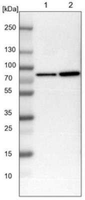 Western Blot alpha-Internexin Antibody - BSA Free