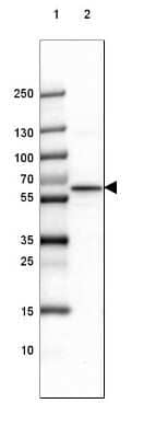 Western Blot alpha-Internexin Antibody - BSA Free