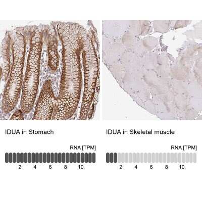 <b>Orthogonal Strategies Validation. </b>Immunohistochemistry-Paraffin: alpha-L-Iduronidase/IDUA Antibody [NBP2-49126] - Analysis in human stomach and skeletal muscle tissues. Corresponding IDUA RNA-seq data are presented for the same tissues.