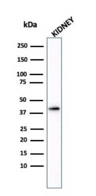 Western Blot: alpha-Methylacyl-CoA Racemase/AMACR Antibody - Azide and BSA Free [NBP2-34514] - Western Blot analysis of Kidney tissue lysate using alpha-Methylacyl-CoA Racemase/AMACR antibody.