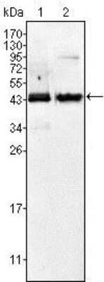 Western Blot: alpha-Methylacyl-CoA Racemase/AMACR Antibody (2A10F3) [NBP1-28884] - Analysis using AMACR mouse mAb against Jurkat (1) and LNCaP (2) cell lysate.