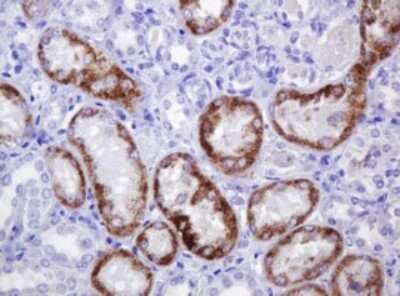 Immunohistochemistry: alpha-Methylacyl-CoA Racemase/AMACR Antibody (OTI5F10) [NBP2-45491] -  Analysis of Human Kidney tissue. (Heat-induced epitope retrieval by 10mM citric buffer, pH6.0, 120C for 3min)