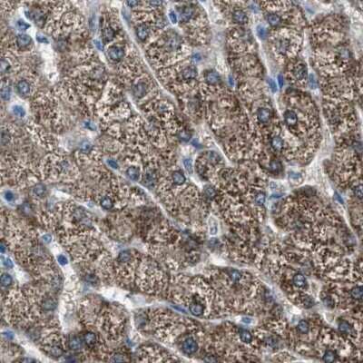 Immunohistochemistry-Paraffin: alpha-Methylacyl-CoA Racemase/AMACR Antibody [NBP1-87168] - Staining of human liver.