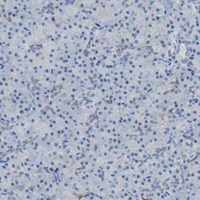 Immunohistochemistry-Paraffin: alpha-Methylacyl-CoA Racemase/AMACR Antibody [NBP1-87169] - Staining of human pancreas shows low expression as expected.