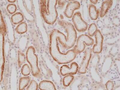 Immunohistochemistry: alpha-Methylacyl-CoA Racemase/AMACR Antibody (RM349) [NBP2-77417] - Immunohistochemical staining of formalin fixed and paraffin embedded human kidney tissue section using NBP2-77417.