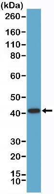 Western Blot: alpha-Methylacyl-CoA Racemase/AMACR Antibody (RM349) [NBP2-77417] - Western Blot of LNCaP cell lysate using NBP2-77417.