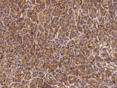 Immunohistochemistry-Paraffin: alpha-N-acetylgalactosaminidase/NAGA Antibody [NBP3-00180] - Immunochemical staining of human alpha-N-acetylgalactosaminidase/NAGA in human pancreas with rabbit polyclonal antibody (1:1000, formalin-fixed paraffin embedded sections).