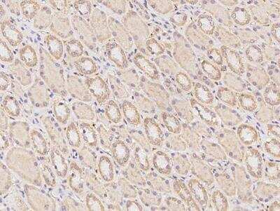 Immunohistochemistry-Paraffin: alpha-N-terminal Methyltransferase 1A/METTL11A Antibody [NBP3-12704] - Staining of human METTL11A in human kidney with rabbit polyclonal antibody at 1:500 dilution.