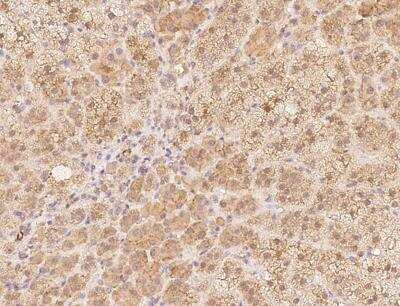 Immunohistochemistry-Paraffin: alpha-N-terminal Methyltransferase 1A/METTL11A Antibody [NBP3-12704] - Staining of human METTL11A in human adrenal gland with rabbit polyclonal antibody at 1:500 dilution.