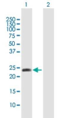 Western Blot: alpha-N-terminal Methyltransferase 1A/METTL11A Antibody [H00028989-B01P] - Analysis of METTL11A expression in transfected 293T cell line by METTL11A polyclonal antibody.  Lane 1: C9orf32 transfected lysate(24.53 KDa). Lane 2: Non-transfected lysate.