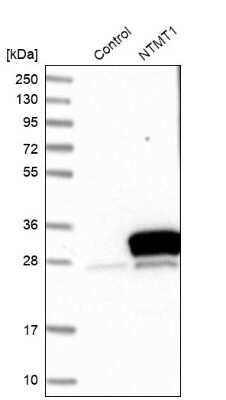 Western Blot: alpha-N-terminal Methyltransferase 1A/METTL11A Antibody [NBP1-89255] - Analysis in control (vector only transfected HEK293T lysate) and NTMT1 over-expression lysate (Co-expressed with a C-terminal myc-DDK tag (3.1 kDa) in mammalian HEK293T cells).