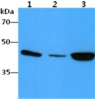 Western Blot: alpha-Smooth Muscle Actin Antibody (132D3) [NBP2-59429] - Western blot analysis of the following samples blotted with alpha-Smooth Muscle Actin Antibody (132D3): Lane 1: HepG2 cell lysates, Lane 2: SW480 cell lysates, Lane 3: HeLa cell lysates. Bands indicate an observed molecular weight of ~42 kDa.