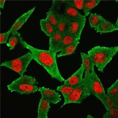 Immunocytochemistry/Immunofluorescence: alpha-Smooth Muscle Actin Antibody (1A4 + ACTA2/791) - Azide and BSA Free [NBP2-47699] - Immunofluorescence Analysis of HeLa cells labeling Smooth Muscle Actin with alpha-Smooth Muscle Actin Antibody (1A4 + ACTA2/791) followed by Goat anti-Mouse IgG-CF488(Green). The nuclear counterstain is NucSpot (Red).