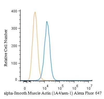 An intracellular stain was performed on HeLa cells with alpha-Smooth Muscle Actin Antibody (1A4/asm-1) NBP2-34522AF647 (blue) and a matched isotype control (orange). Cells were fixed with 4% PFA and then permeabilized with 0.1% saponin. Cells were incubated in an antibody dilution of 2.5 ug/mL for 30 minutes at room temperature. Both antibodies were conjugated to Alexa Fluor 647.