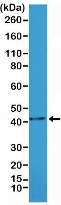 Western Blot: alpha-Smooth Muscle Actin Antibody (RM253) [NBP2-61486] - Western blot analysis of mouse heart tissue lysate at a 1:1000 dilution of alpha-Smooth Muscle Actin Antibody (RM253). The band indicates an observed molecular weight of ~42 kDa.
