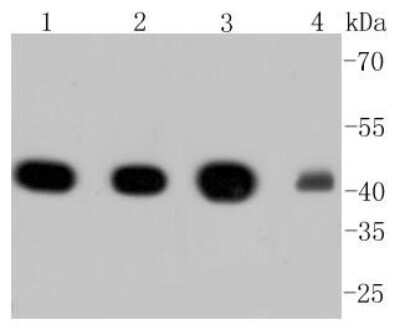 Western Blot: alpha-Smooth Muscle Actin Antibody (SY25-03) [NBP2-67436] - Analysis of alpha smooth muscle Actin on different lysates using alpha-Smooth Muscle Actin Antibody (SY25-03) at 1/1,000 dilution. Positive control: Lane 1: A549 Lane 2: Hela Lane 3: NIH/3T3 Lane 4: Mouse heart. Bands indicate an observed molecular weight of ~42 kDa.