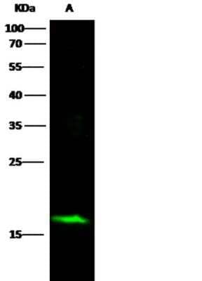 Western Blot: alpha-Synuclein Antibody (017) [NBP2-90051] - Lane A: 293T Whole Cell LysateLysates/proteins at 30 ug per lane.SecondaryGoat Anti-Rabbit IgG H&L (Dylight800) at 1/10000 dilution.Developed using the Odyssey technique. Performed under reducing conditions.Predicted band size:16 kDaObserved band size:18 kDa