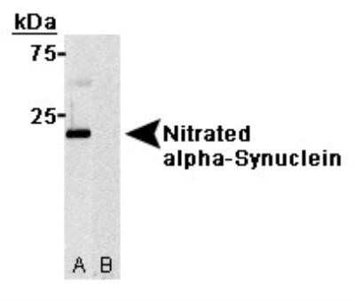 Western Blot: alpha-Synuclein Antibody (24.8) - Azide and BSA Free [NBP2-80572] - (A) Nitrated Synuclein-alpha protein and (B) Non-nitrated Synuclein-alpha protein. Image from the standard format of this antibody.