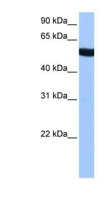 Western Blot: alpha Tubulin 3c Antibody [NBP1-53026] - HepG2 cell lysate, concentration 0.2-1 ug/ml.