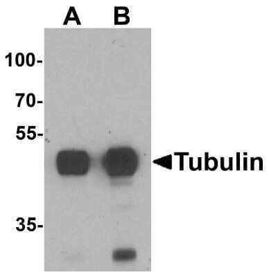 Western Blot: alpha Tubulin 3c Antibody [NBP2-81701] - Western blot analysis of Tubulin in mouse brain tissue lysate with Tubulin antibody at (A) 0.5 and (B) 1 ug/mL.