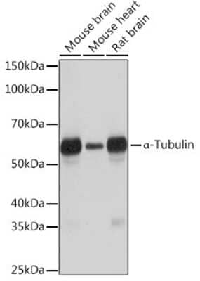 Western Blot: alpha Tubulin 4a Antibody (1K6U1) [NBP3-16646] - Western blot analysis of extracts of various cell lines, using alpha Tubulin 4a Rabbit mAb (NBP3-16646) at 1:1000 dilution. Secondary antibody: HRP Goat Anti-Rabbit IgG (H+L) at 1:10000 dilution. Lysates/proteins: 25ug per lane. Blocking buffer: 3% nonfat dry milk in TBST. Detection: ECL Basic Kit. Exposure time: 3s.