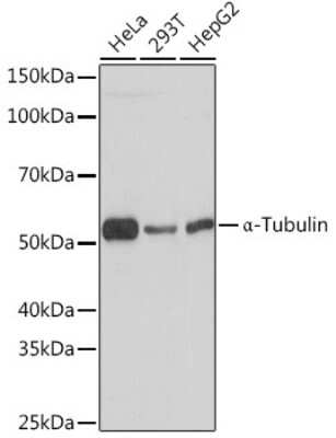 Western Blot alpha Tubulin 4a Antibody (3P2D9)