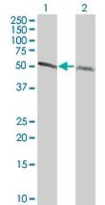 Western Blot: alpha Tubulin 4a Antibody (2E9) [H00007277-M06] - Analysis of TUBA1 expression in transfected 293T cell line by TUBA1 monoclonal antibody (M06), clone 2E9. Lane 1: TUBA1 transfected lysatE (49.9 KDa). Lane 2: Non-transfected lysate.
