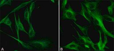 alpha Tubulin 4a Antibody (B-5-1-2) - BSA Free [NB120-11304] - Chicken fibroblasts cells were fixed and permeabilized with methanol followed by acetone. Fixed cells were stained with 1 ug/mL Anti-alpha-Tubulin antibody, Mouse monoclonal, Clone: DM1A  (A). The antibody was developed using 1:40 Goat Anti-Mouse IgG (Fab specific)-FITC antibody and 1 ug/mL Monoclonal Anti-alpha-Tubulin antibody produced in Mouse, Clone: B-5-1-2  (B). The antibody was developed using 1:40 Goat Anti-Mouse IgG (Fab specific)-FITC antibodyResults:Two Anti-alpha-Tubulin antibodies, T6199 (A) and T6074 (B) target different regions of alpha-Tubulin show similar staining profiles between the two antibodies, demonstrating Independent Antibody Verification.