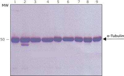 Western Blot: alpha Tubulin 4a Antibody (B-5-1-2) - BSA Free [NB120-11304] - Cell line lysates were separated on SDS-PAGE and probed with Monoclonal Anti-alpha-Tubulin Clone: B-5-1-2. The antibody was developed using Goat Anti-Mouse IgG-Peroxidase and a chemiluminescent substrate. Lanes: 1.) HeLa, 2.) JURKAT, 3.) COS7, 4.) NIH-3T3, 5.) PC-12, 6.) RAT2, 7.) CHO, 8.) MDBK, 9.) MDCK