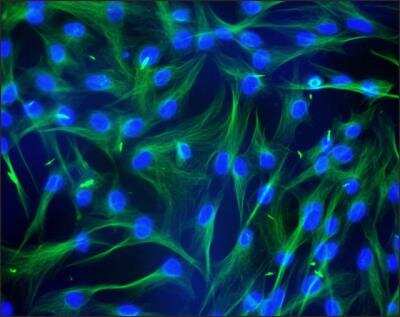 Immunocytochemistry/Immunofluorescence: alpha Tubulin 4a Antibody (B-5-1-2) [NB120-11304] - CFB cells were fixed and permeabilized with methanol followed by acetone. Fixed cells were stained with Monoclonal Anti-alpha-Tubulin antibody produced in mouse clone No. B-5-1-2. The antibody was developed using Anti-Mouse IgG (Fab specific)-FITC antibody produced in goat. Cells were counterstained with DAPI (blue) to stain nuclei.