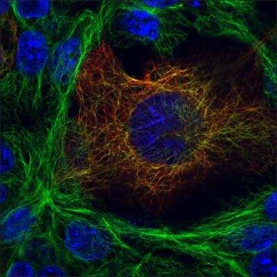 Immunocytochemistry/Immunofluorescence: alpha Tubulin 4a Antibody (B-5-1-2) [NB120-11304] - Staining of HEK293T cells transfected with a recombinant protein HA tagged, detected with Anti-HA Mouse primary antibody and Anti-Mouse Alexa543 secondary antibody. Microtubules detected with Anti-alpha-tubulin Mouse primary antibody and Anti-Mouse Alexa488 secondary antibody.