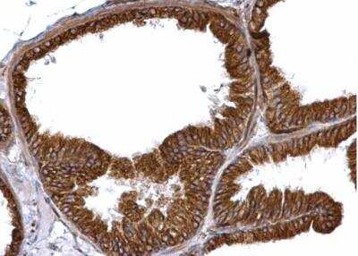 Immunohistochemistry-Paraffin: alpha Tubulin 4a Antibody [NBP1-31392] -  Paraffin-embedded mouse prostate. alpha Tubulin 4a antibody dilution: 1:500.