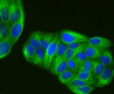 Immunocytochemistry/Immunofluorescence: alpha Tubulin 4a Antibody (JM73-24) [NBP2-67148] - Staining alpha Tubulin 4A in Hela cells (green). The nuclear counter stain is DAPI (blue). Cells were fixed in paraformaldehyde, permeabilised with 0.25% Triton X100/PBS.