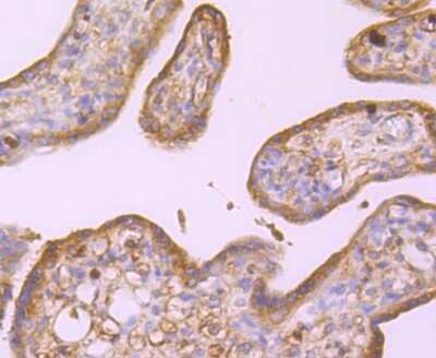 Immunohistochemistry-Paraffin: alpha Tubulin 4a Antibody (JM73-24) [NBP2-67148] - Analysis of paraffin-embedded human placenta tissue using anti-alpha Tubulin 4A antibody. Counter stained with hematoxylin.