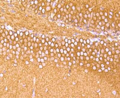 Immunohistochemistry-Paraffin: alpha Tubulin 4a Antibody (JM73-24) [NBP2-67148] - Analysis of paraffin-embedded mouse brain tissue using anti-alpha Tubulin 4A antibody. Counter stained with hematoxylin.