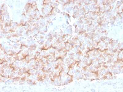 Immunohistochemistry-Paraffin: alpha Tubulin 4a Antibody (TUBA/3038) [NBP3-07143] - Formalin-fixed, paraffin-embedded human Lung stained with alpha Tubulin 4a Mouse Monoclonal Antibody (TUBA/3038).