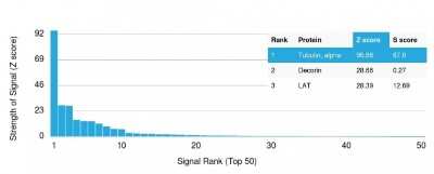 Protein Array: alpha Tubulin 4a Antibody (TUBA/3038) [NBP3-07143] - Analysis of Protein Array containing more than 19,000 full-length human proteins using alpha Tubulin 4a Mouse Monoclonal Antibody (alpha Tubulin 4a/2411).