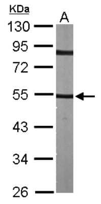 Western Blot: alpha Tubulin 4a Antibody [NBP1-31392] - Sample (30 ug of whole cell lysate) A: NIH-3T3 10% SDS PAGE; antibody diluted at 1:1000.