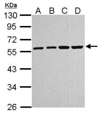 Western Blot: alpha Tubulin 4a Antibody [NBP1-31392] - Sample (30 ug of whole cell lysate) A: A431 B: H1299 C: HeLa D: Molt-4 10% SDS PAGE; antibody diluted at 1:1000.
