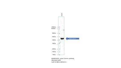 Western Blot: alpha Tubulin Antibody (961258) [HRP] [MAB93441H] - Western Blot using MAB93441. Image from customer review.