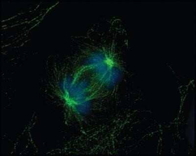 Immunocytochemistry/Immunofluorescence: alpha Tubulin Antibody (DM1A) - Azide and BSA Free [NBP2-80570] - Analysis of embryonic fibroblasts in the anaphase portion of mitosis. Image from the standard format of this antibody.