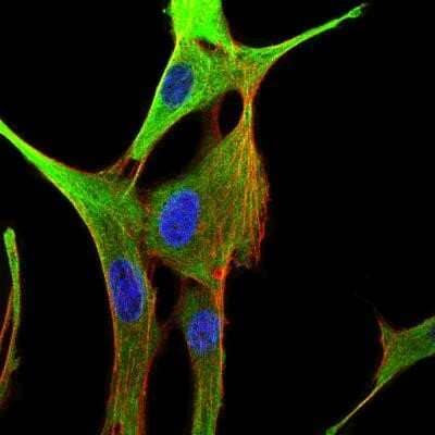 Immunocytochemistry/Immunofluorescence: alpha Tubulin Antibody (DM1A) - Azide and BSA Free [NBP2-80570] - IF Confocal analysis of C6 cells using alpha Tubulin antibody (NB100-690, 1:50). An Alexa Fluor 488-conjugated Goat to mouse IgG was used as secondary antibody (green, A). Actin filaments were labeled with Alexa Fluor 568 phalloidin (red, B). DAPI was used to stain the cell nuclei (blue, C). Image from the standard format of this antibody.