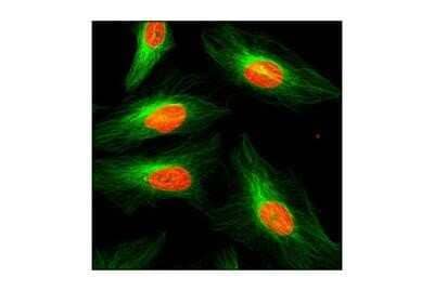 Immunocytochemistry/Immunofluorescence: alpha Tubulin Antibody (DM1A) - Azide and BSA Free [NBP2-80570] - Analysis of HeLa cells, green staining is alpha tubulin whereas red is DNA stained with propidium iodide. Image from the standard format of this antibody.