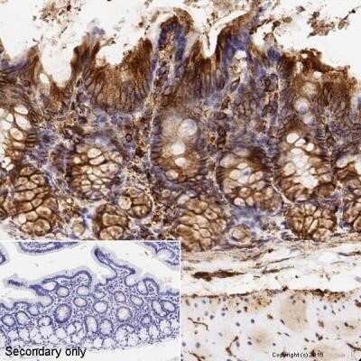 Immunohistochemistry-Paraffin: alpha Tubulin Antibody (DM1A) - Azide and BSA Free [NBP2-80570] - Analysis of formalin fixed colon sections. Heat mediated antigen retrieval was performed using sodium citrate buffer for 20 min before incubating with primary antibody at a 0.5ug/ml dilution for 15 min at RT. Image from the standard format of this antibod